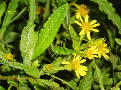 Tuta absoluta: Como combatirla Tuta absoluta: Como combatirla