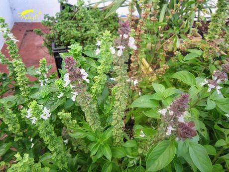 Tuta absoluta: Como combatirla Tuta absoluta: Como combatirla