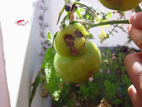 Tuta absoluta: Como combatirla Tuta absoluta: Como combatirla