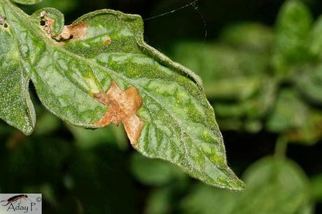Tuta absoluta: Como combatirla Tuta absoluta: Como combatirla