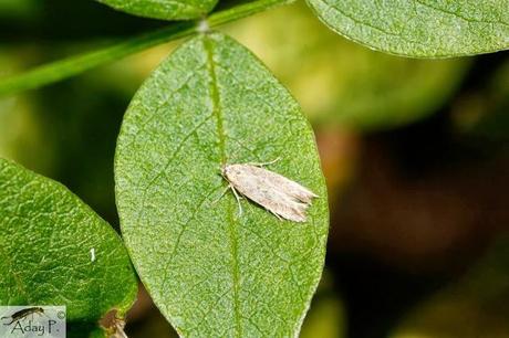 Tuta absoluta: Como combatirla Tuta absoluta: Como combatirla