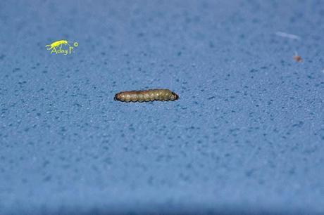 Tuta absoluta: Como combatirla Tuta absoluta: Como combatirla