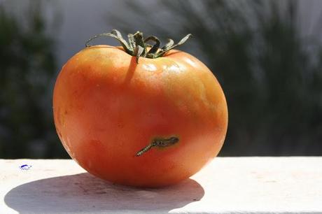 Tuta absoluta: Como combatirla Tuta absoluta: Como combatirla