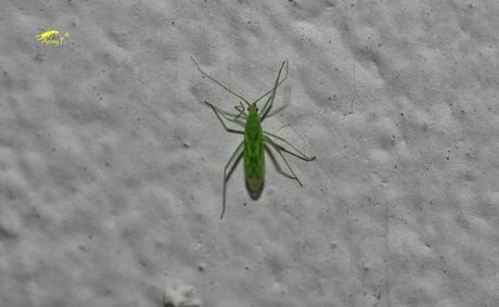 Tuta absoluta: Como combatirla Tuta absoluta: Como combatirla