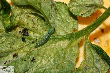 Tuta absoluta: Como combatirla Tuta absoluta: Como combatirla