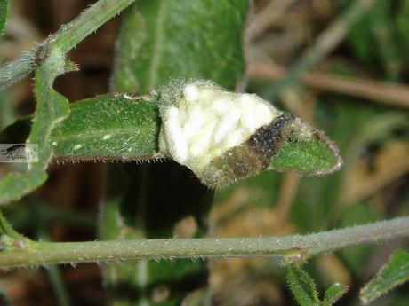 Micro-Avispas parasitoides Micro-Avispas parasitoides