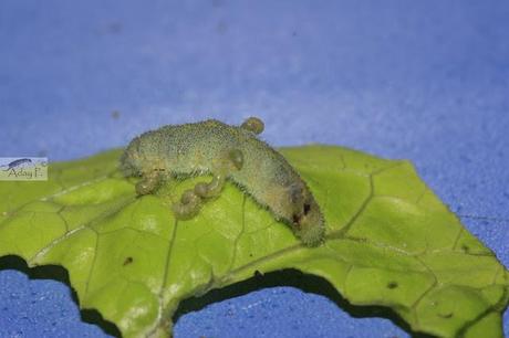 Micro-Avispas parasitoides Micro-Avispas parasitoides