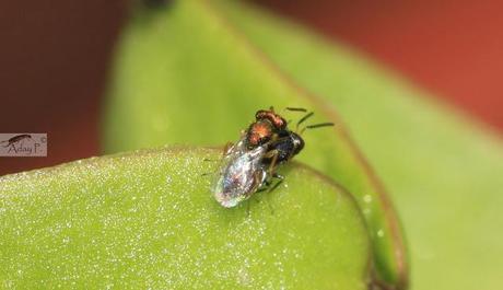 Micro-Avispas parasitoides Micro-Avispas parasitoides