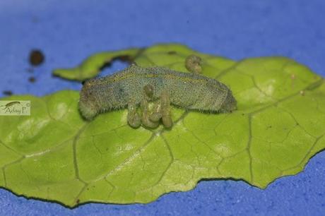 Micro-Avispas parasitoides Micro-Avispas parasitoides