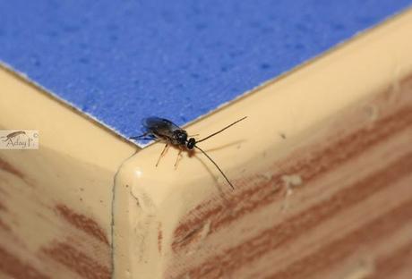 Micro-Avispas parasitoides Micro-Avispas parasitoides