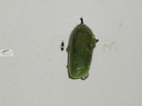 Micro-Avispas parasitoides Micro-Avispas parasitoides