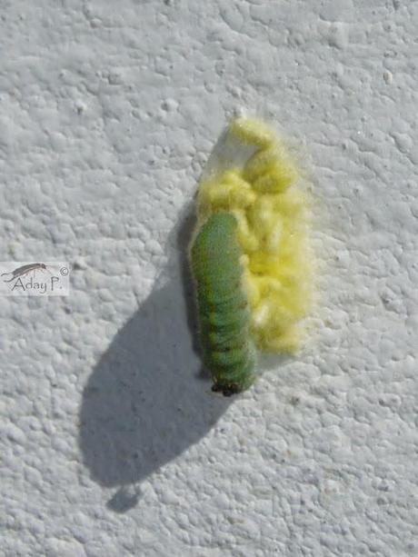 Micro-Avispas parasitoides Micro-Avispas parasitoides