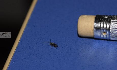 Micro-Avispas parasitoides Micro-Avispas parasitoides