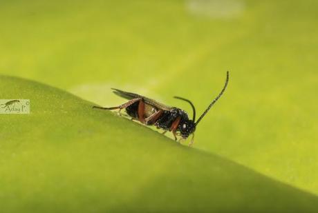 Micro-Avispas parasitoides Micro-Avispas parasitoides