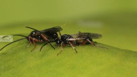 Micro-Avispas parasitoides Micro-Avispas parasitoides