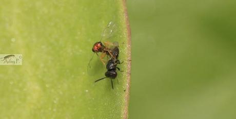 Micro-Avispas parasitoides Micro-Avispas parasitoides