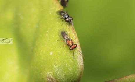 Micro-Avispas parasitoides Micro-Avispas parasitoides