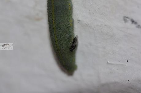 Micro-Avispas parasitoides Micro-Avispas parasitoides