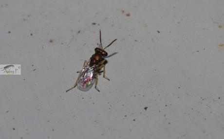 Micro-Avispas parasitoides Micro-Avispas parasitoides