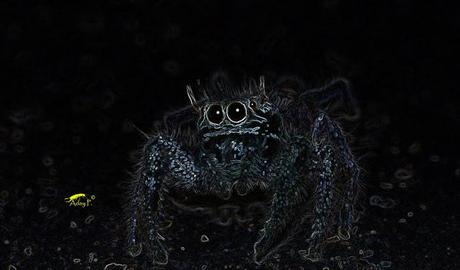 Salticidae Salticidae