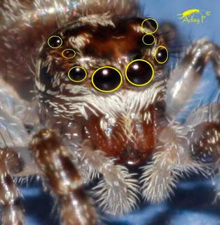 Salticidae Salticidae