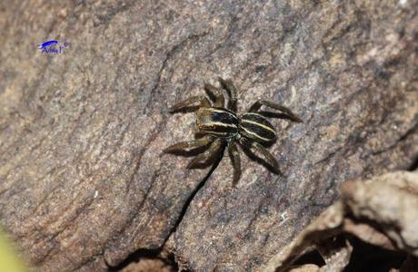 Salticidae Salticidae