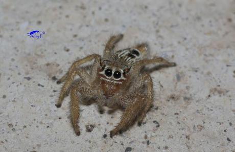 Salticidae Salticidae