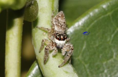 Salticidae Salticidae