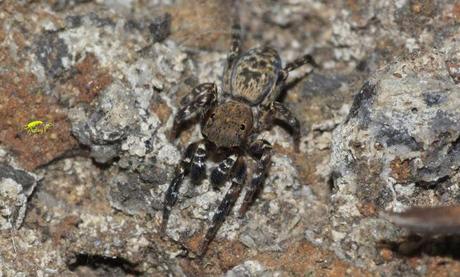 Salticidae Salticidae