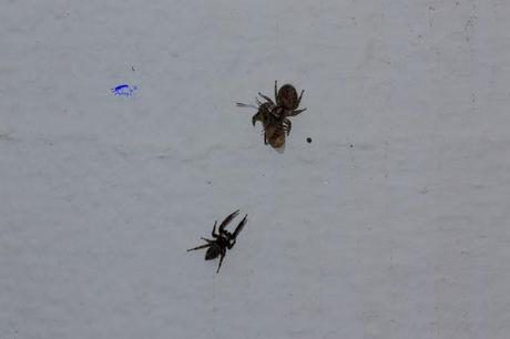 Salticidae Salticidae