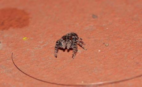Salticidae Salticidae