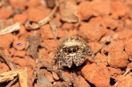 Salticidae Salticidae