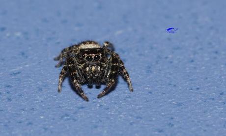 Salticidae Salticidae