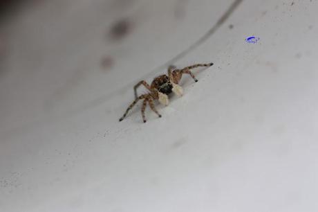 Salticidae Salticidae