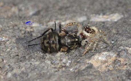 Salticidae Salticidae