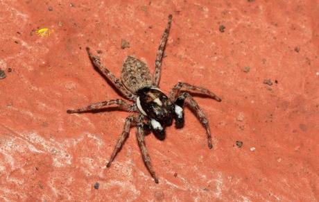 Salticidae Salticidae