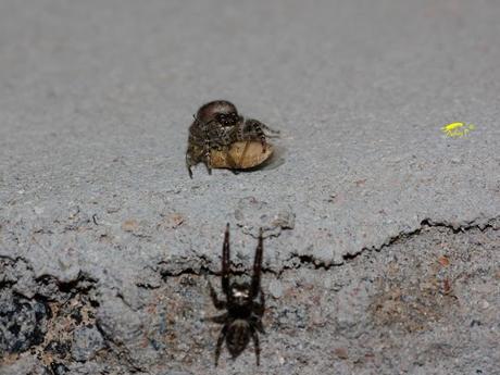 Salticidae Salticidae