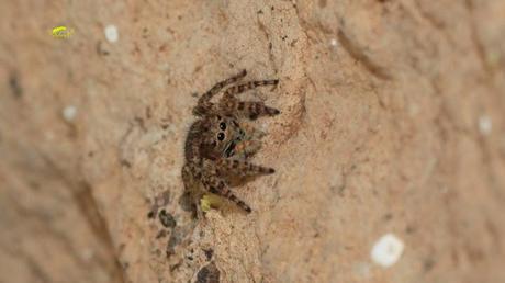 Salticidae Salticidae