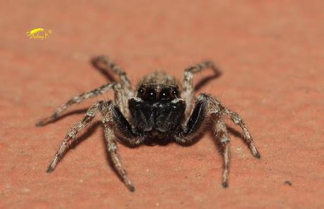 Salticidae Salticidae