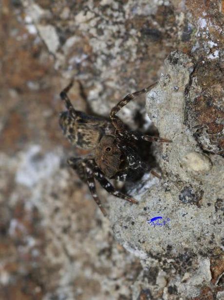 Salticidae Salticidae