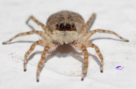 Salticidae Salticidae