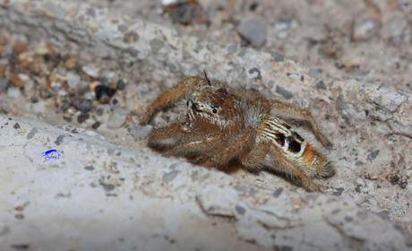 Salticidae Salticidae