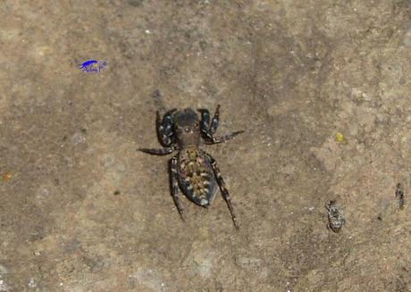 Salticidae Salticidae