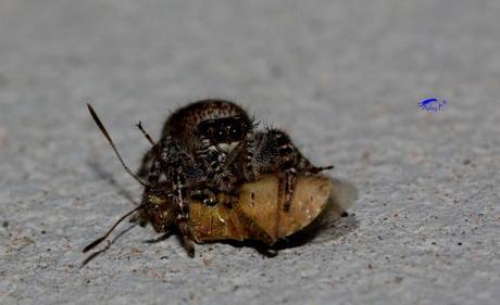 Salticidae Salticidae