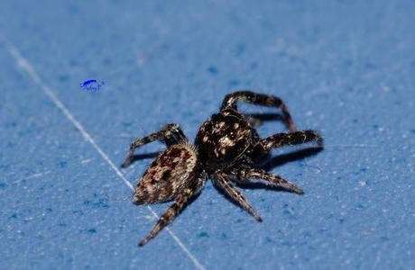 Salticidae Salticidae