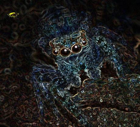 Salticidae Salticidae