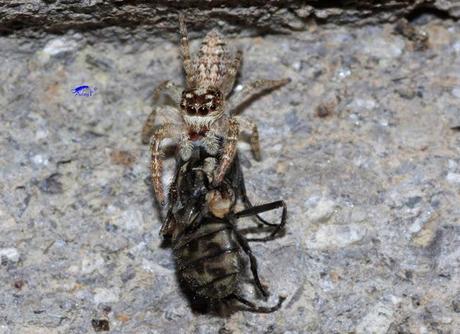 Salticidae Salticidae