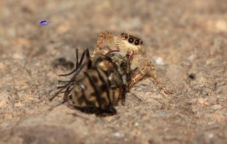 Salticidae Salticidae