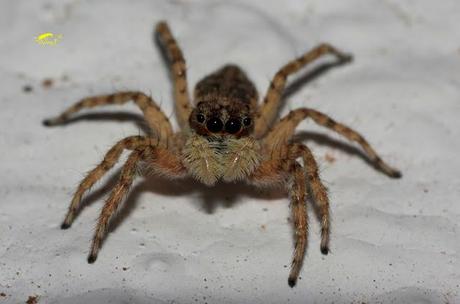 Salticidae Salticidae