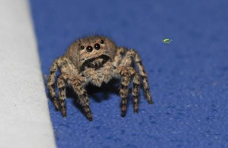 Salticidae Salticidae